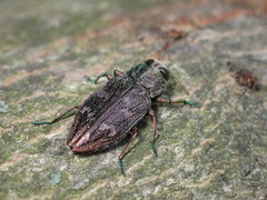 Chrysobothris femorata