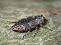 Chrysobothris femorata