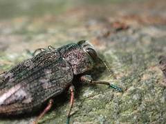 Chrysobothris femorata