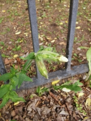 Silene latifolia alba