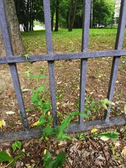 Silene latifolia alba