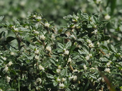 Alternanthera paronychioides