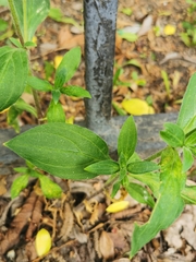 Silene latifolia alba