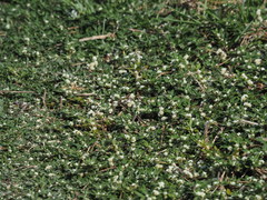 Alternanthera paronychioides