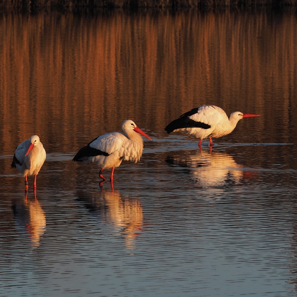 Cigogne blanche