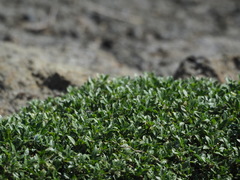 Alternanthera paronychioides