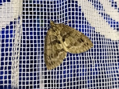 Hydriomena impluviata