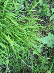 Melica uniflora