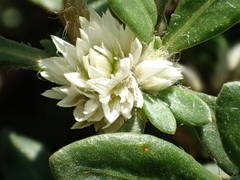 Alternanthera paronychioides