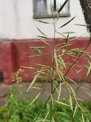 Bromus inermis