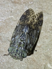 Platypleura kaempferi