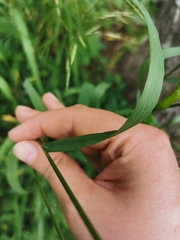 Bromus inermis