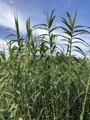Arundo donax