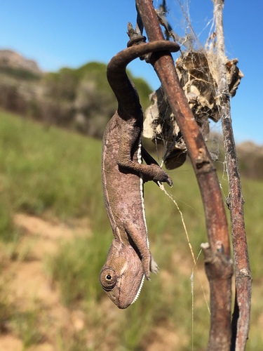 Southern Carpet Chameleon