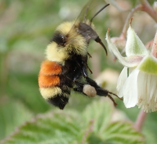 Hunt's Bumble Bee