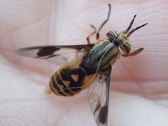 Chrysops sackeni