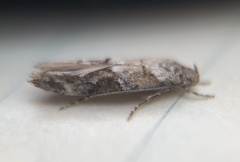Mompha stellella