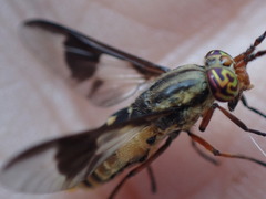 Chrysops sackeni