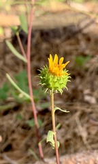 Grindelia nana