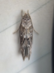 Mompha stellella