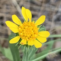 Grindelia nana