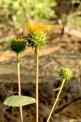 Grindelia nana