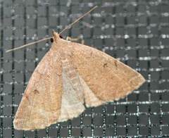 Zanclognatha jacchusalis