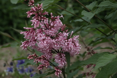 Syringa × prestoniae
