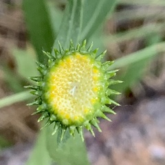 Grindelia nana