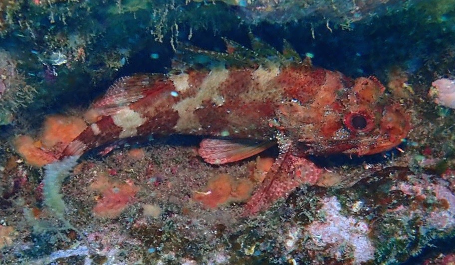 Madeira Rockfish