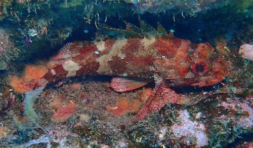 Madeira Rockfish
