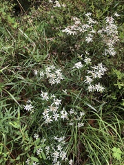 Sericocarpus linifolius