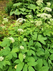 Aegopodium podagraria