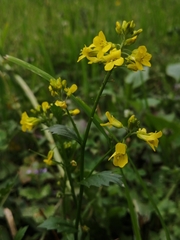 Barbarea vulgaris