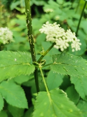 Aegopodium podagraria