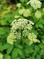 Aegopodium podagraria