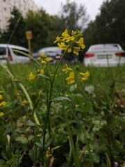 Barbarea vulgaris