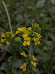 Barbarea vulgaris