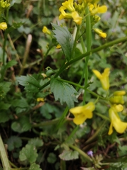 Barbarea vulgaris