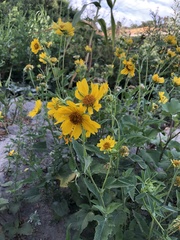 Verbesina encelioides