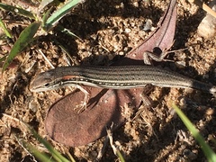 Trachylepis elegans