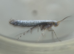 Argyresthia subreticulata