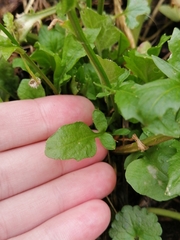 Barbarea vulgaris