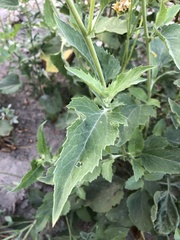 Verbesina encelioides