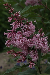 Syringa × prestoniae