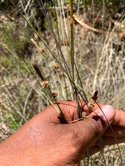 Carex serratodens
