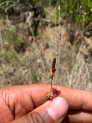 Carex serratodens