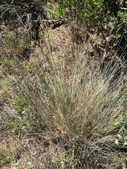 Carex serratodens