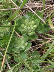 Teucrium pyrenaicum