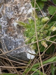Teucrium pyrenaicum